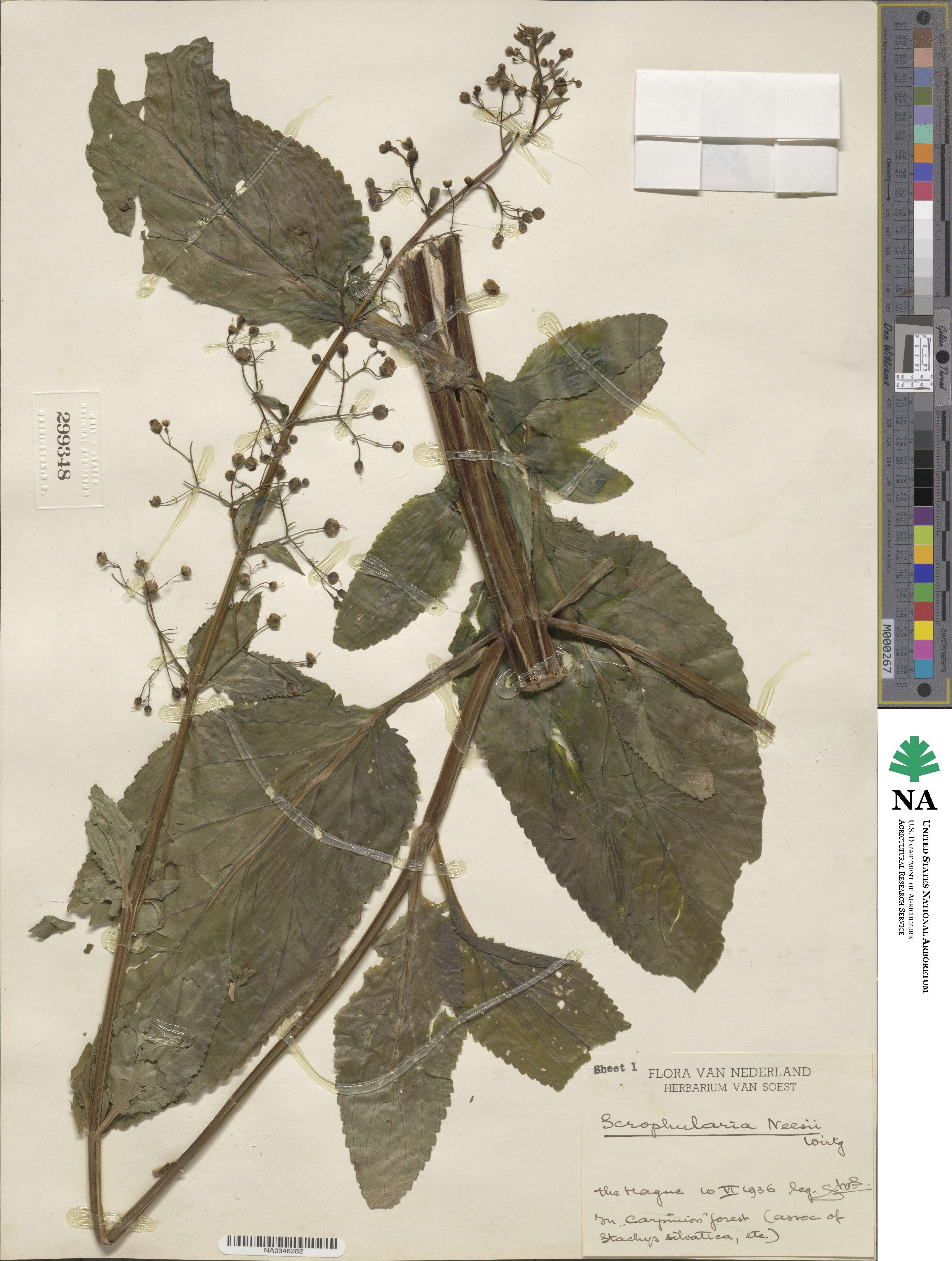 Scrophularia neesii image