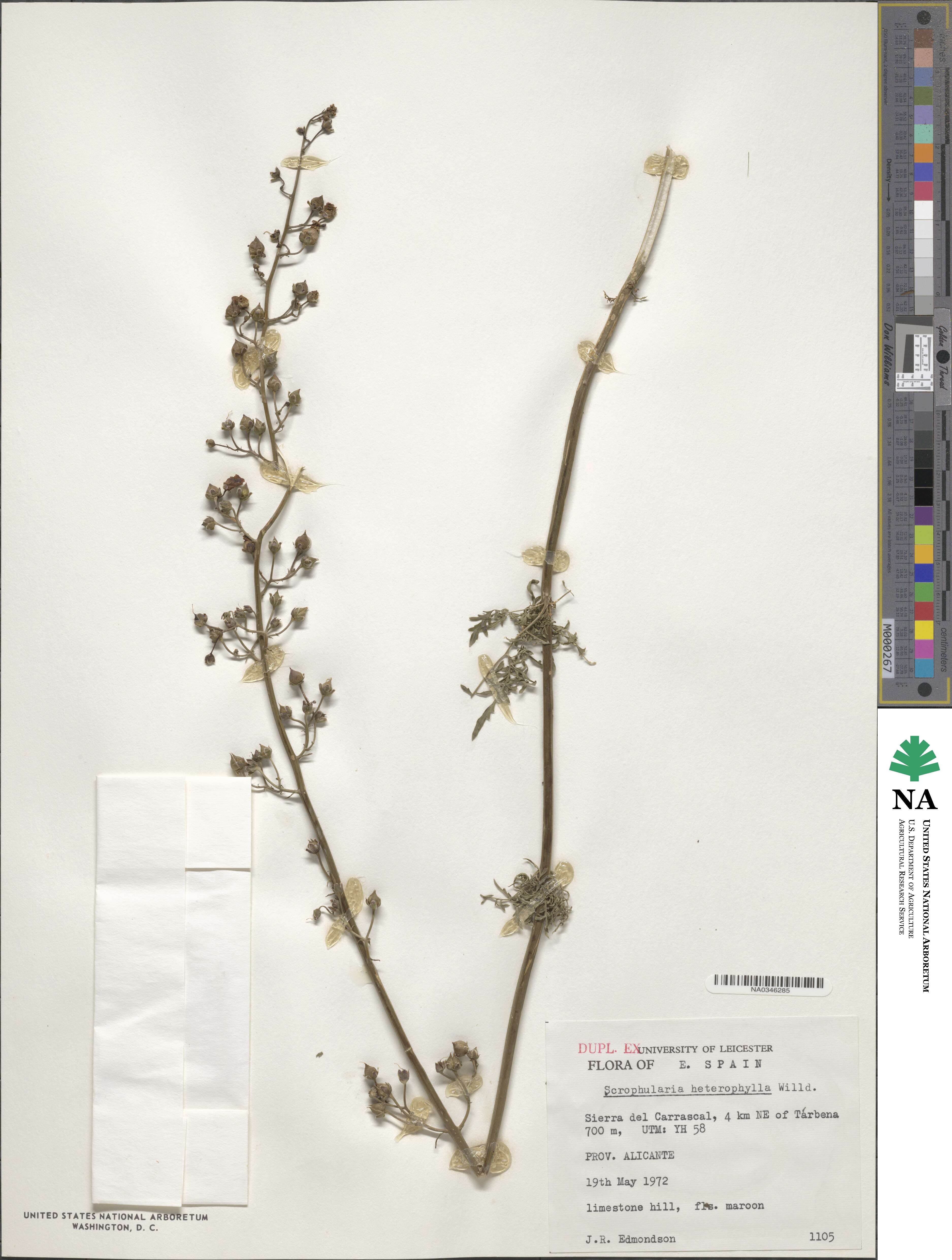 Scrophularia heterophylla image