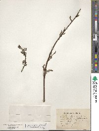 Scrophularia canina image