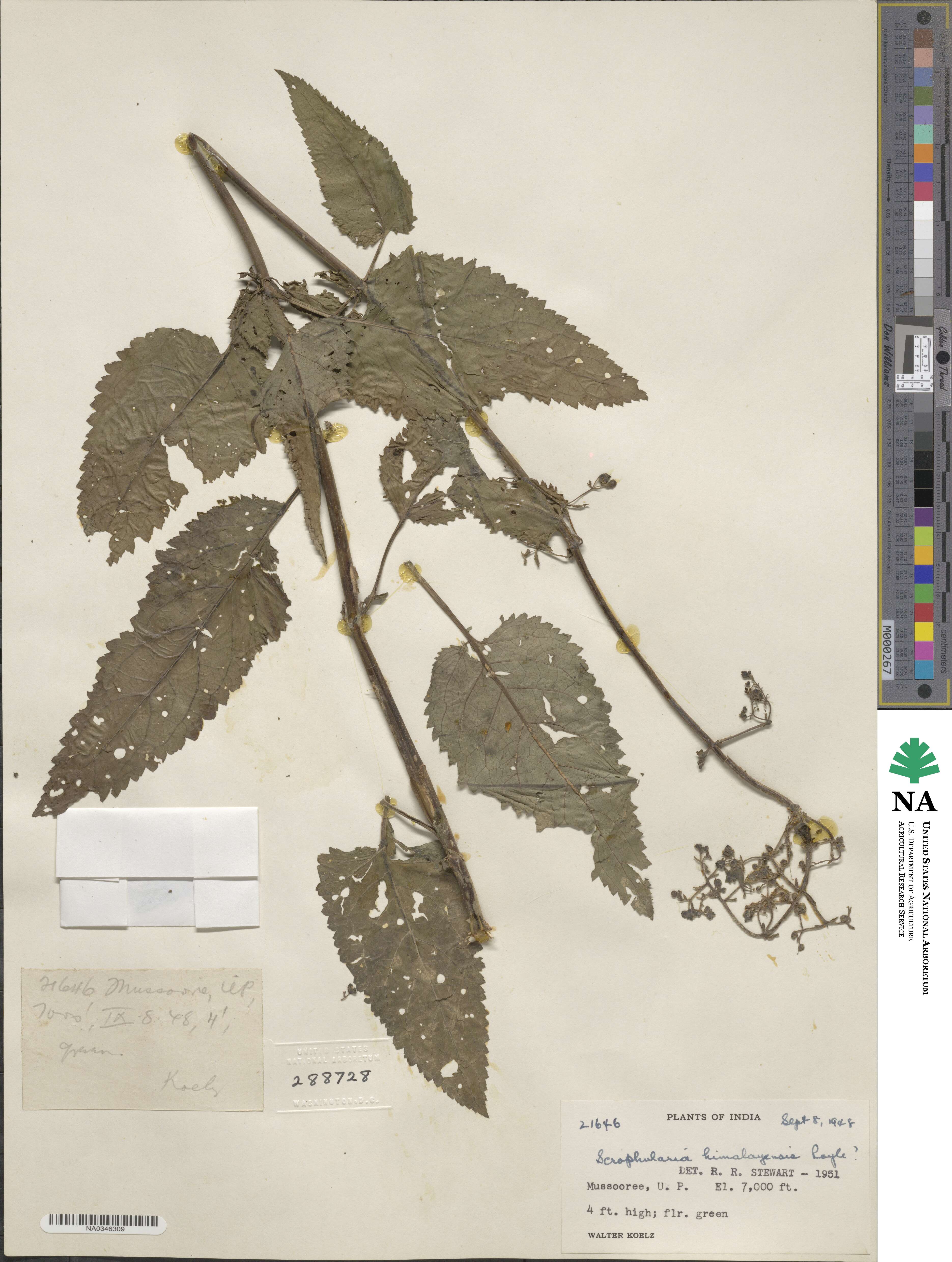 Scrophularia obtusa image