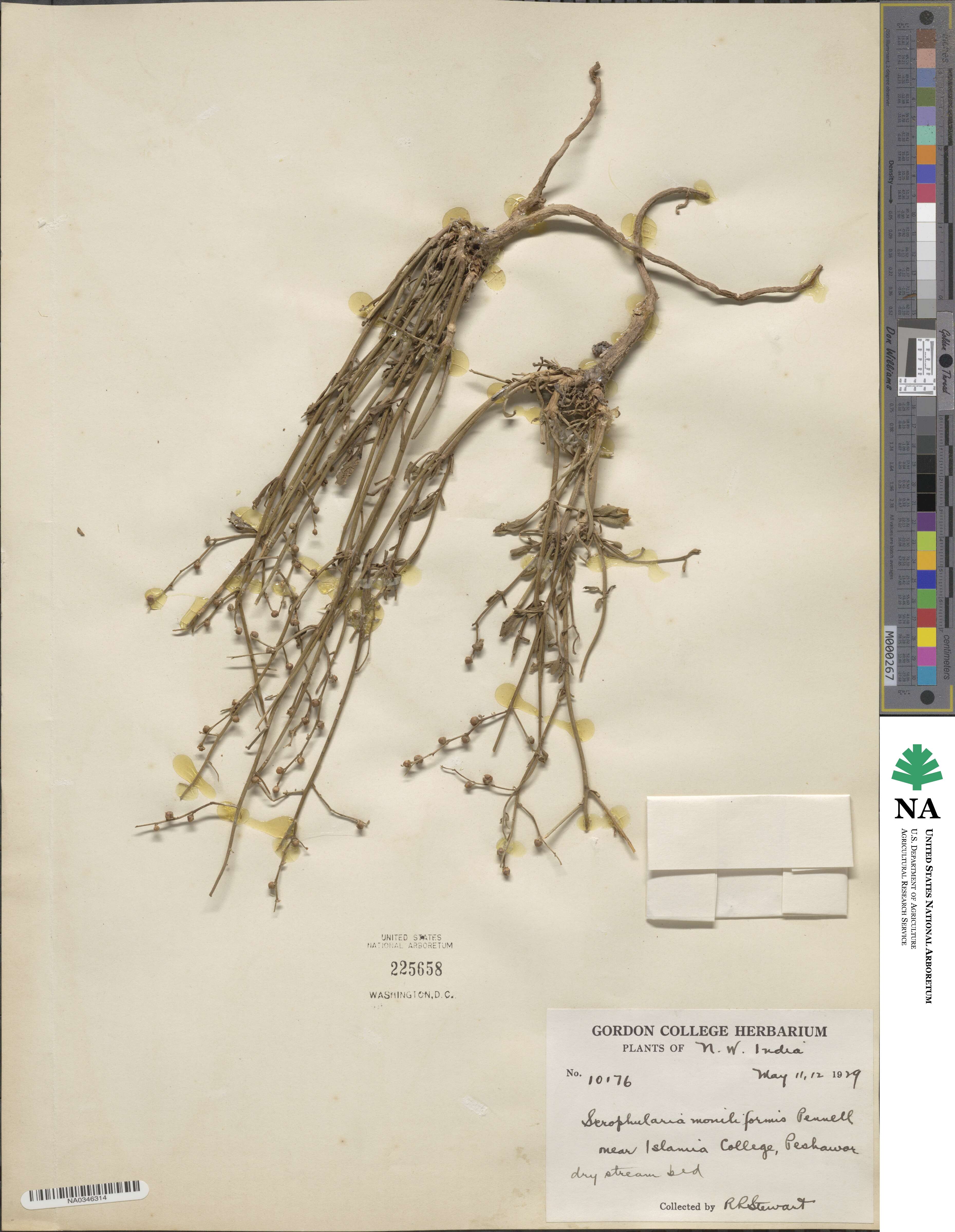 Scrophularia deserti image