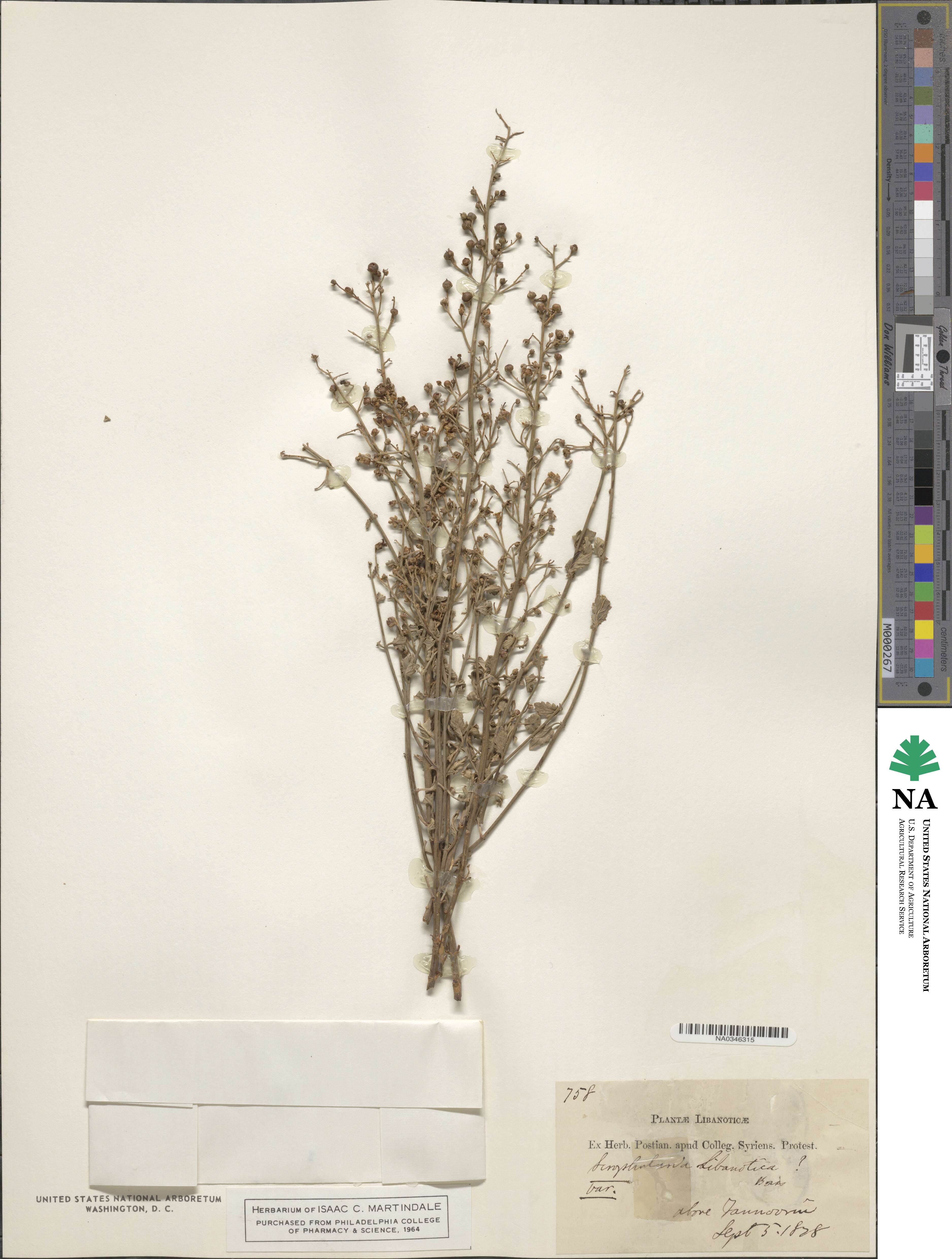 Scrophularia libanotica image