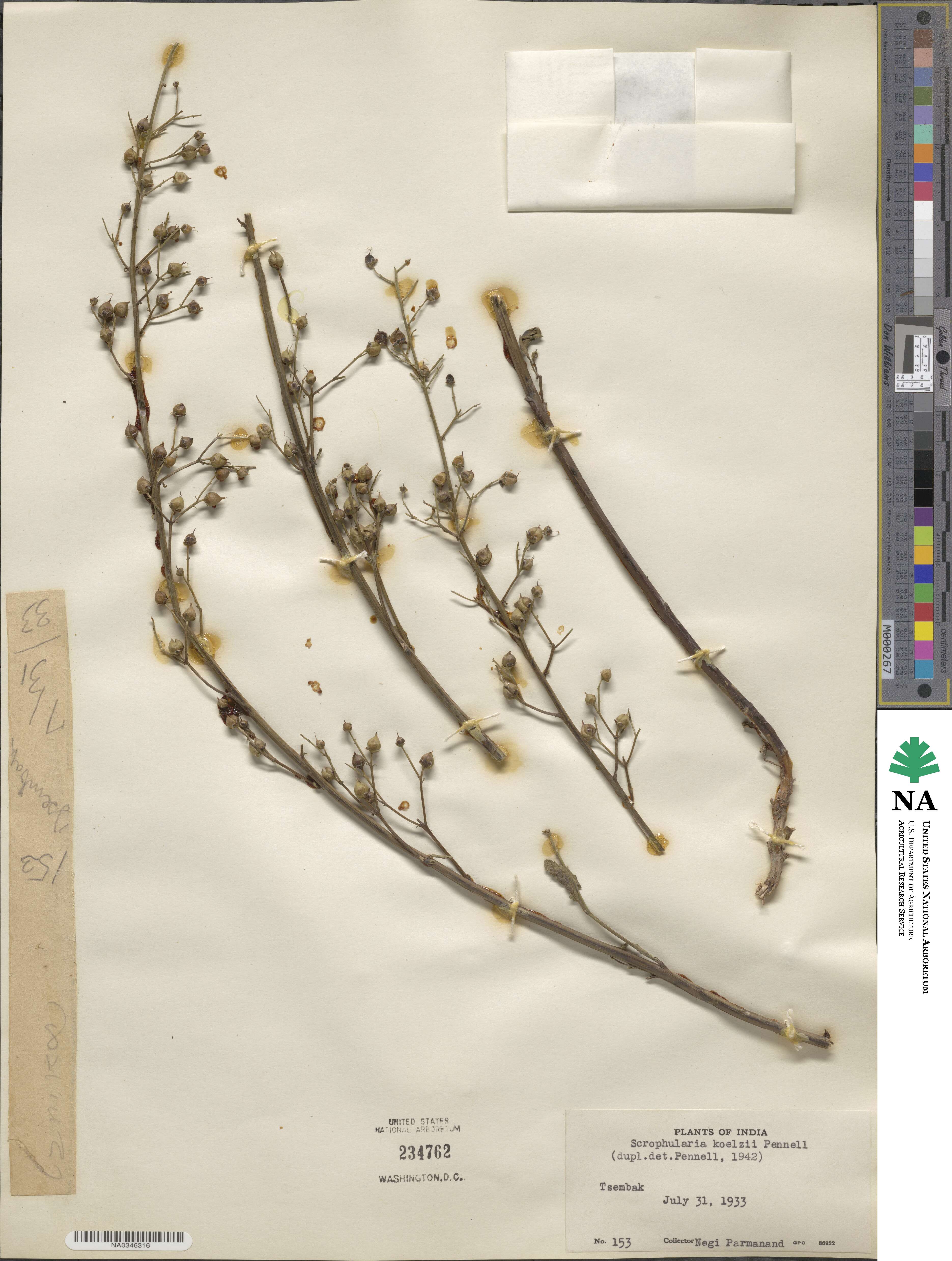 Scrophularia koelzii image