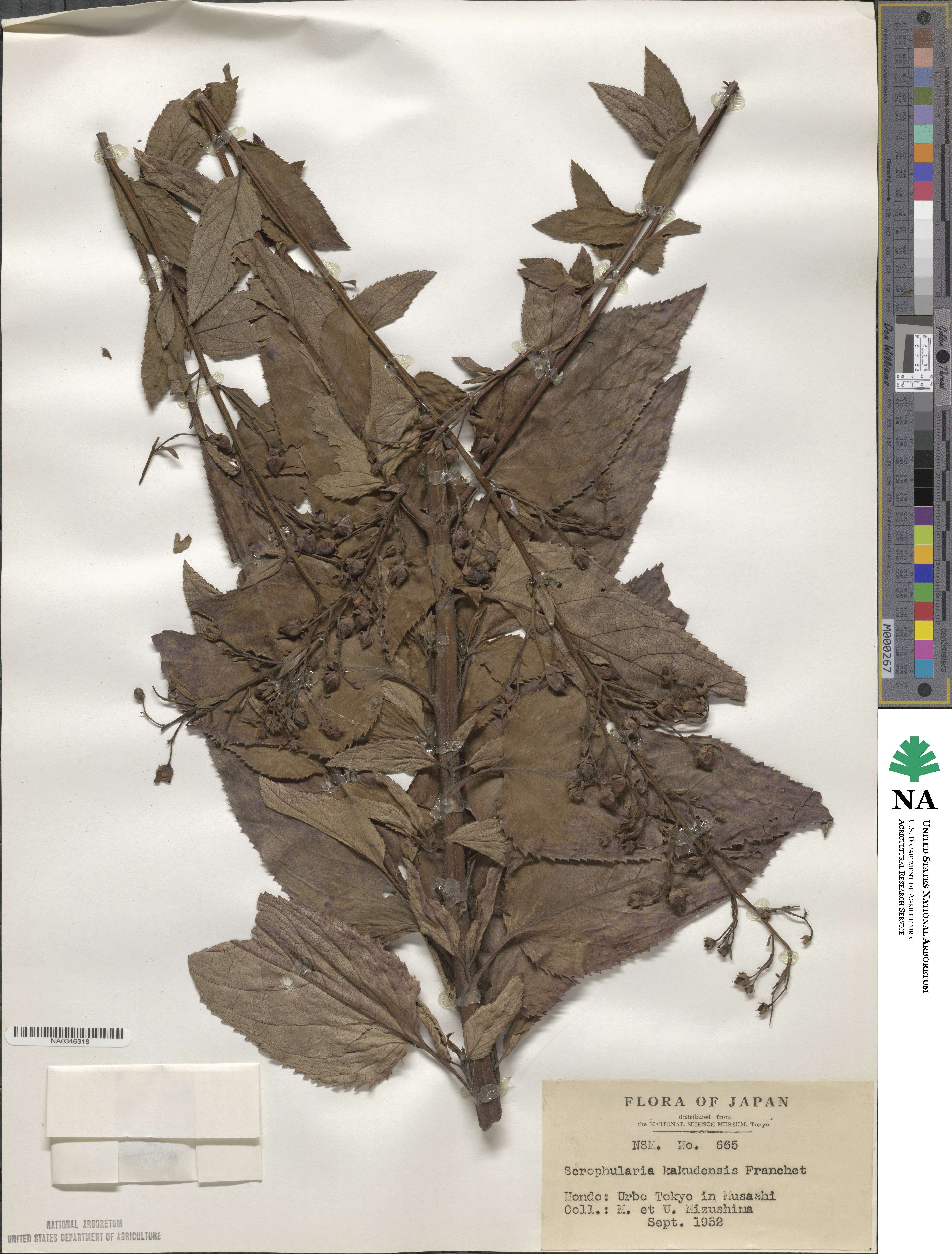 Scrophularia kakudensis image