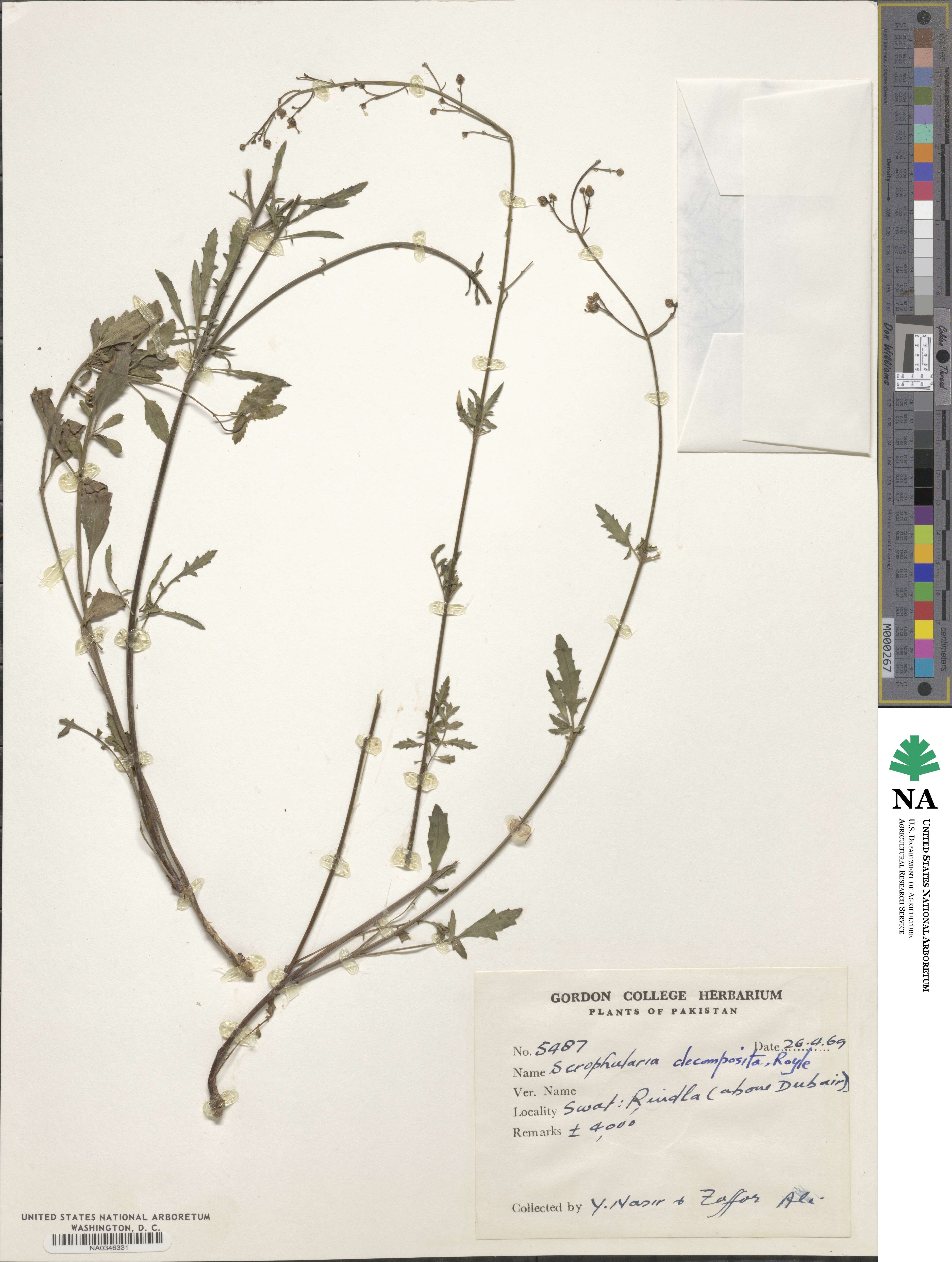 Scrophularia decomposita image
