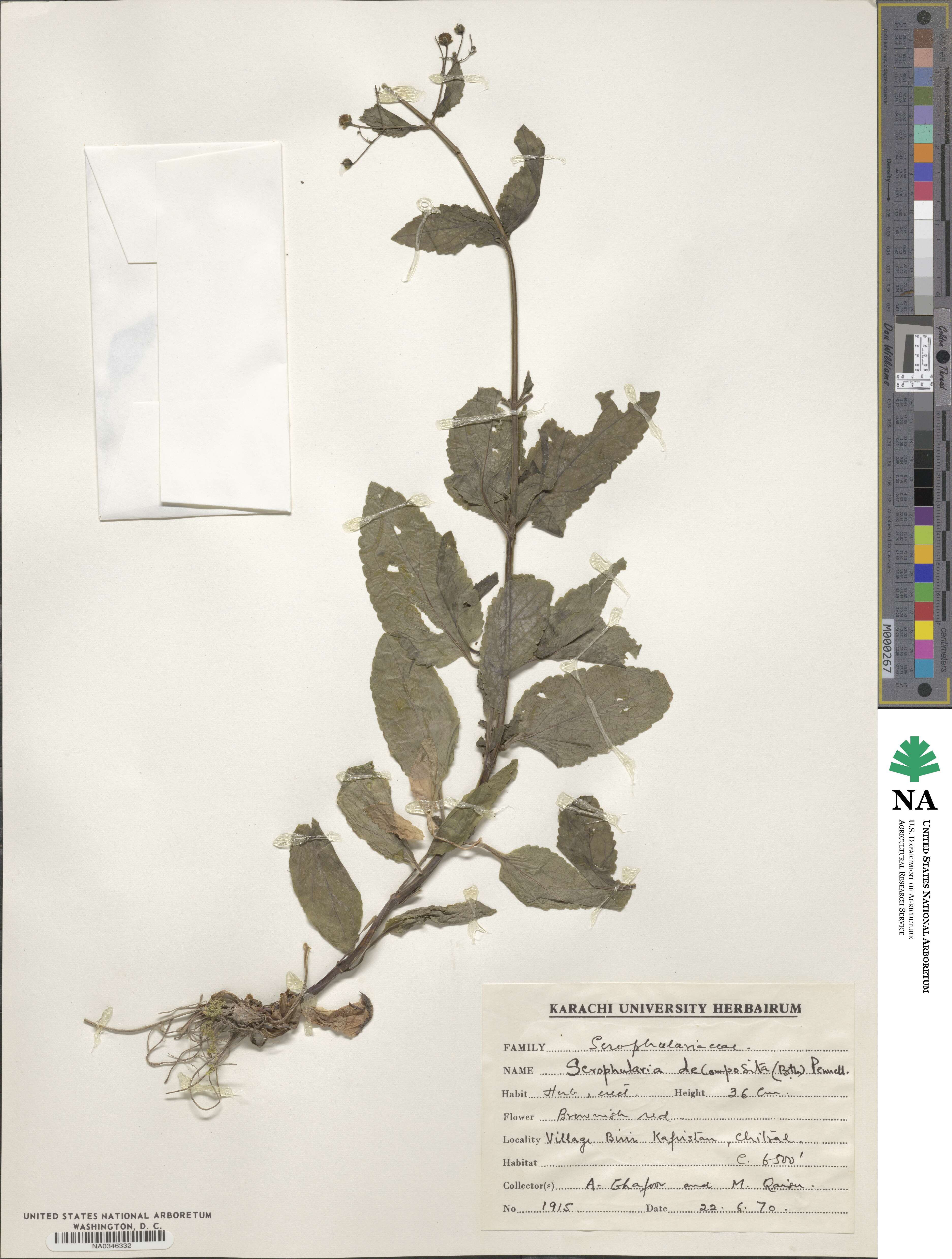 Scrophularia decomposita image