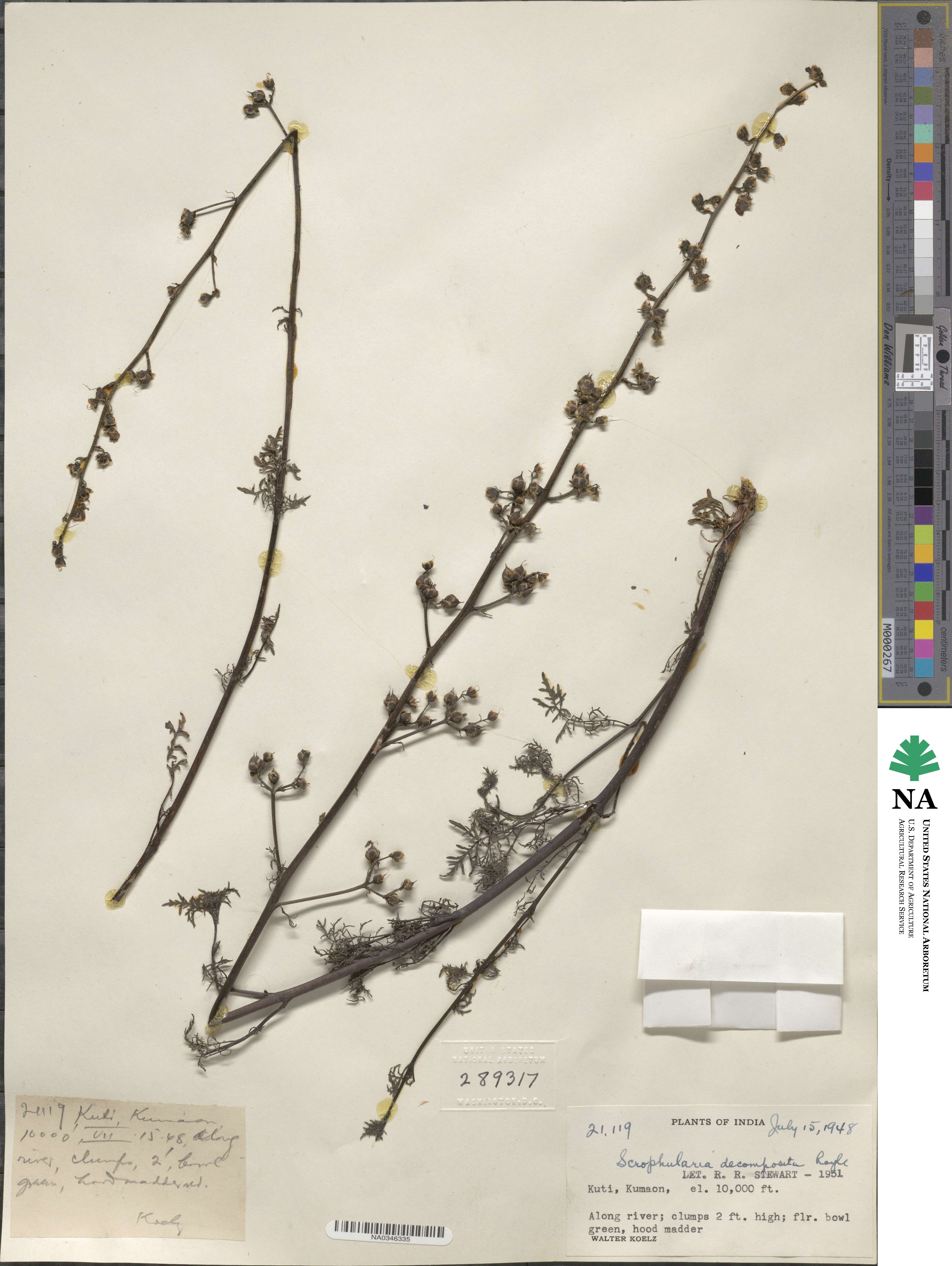 Scrophularia decomposita image