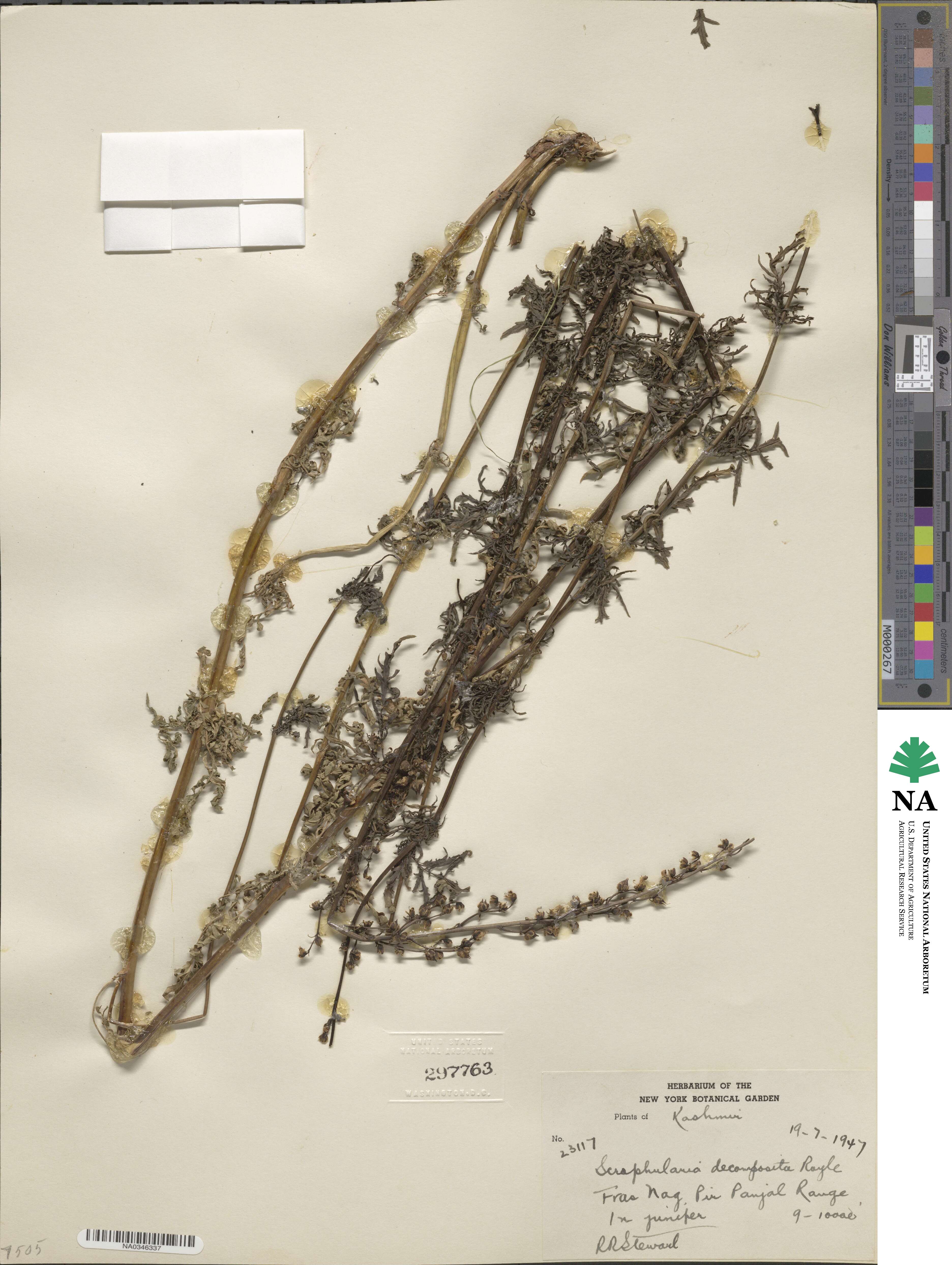 Scrophularia decomposita image
