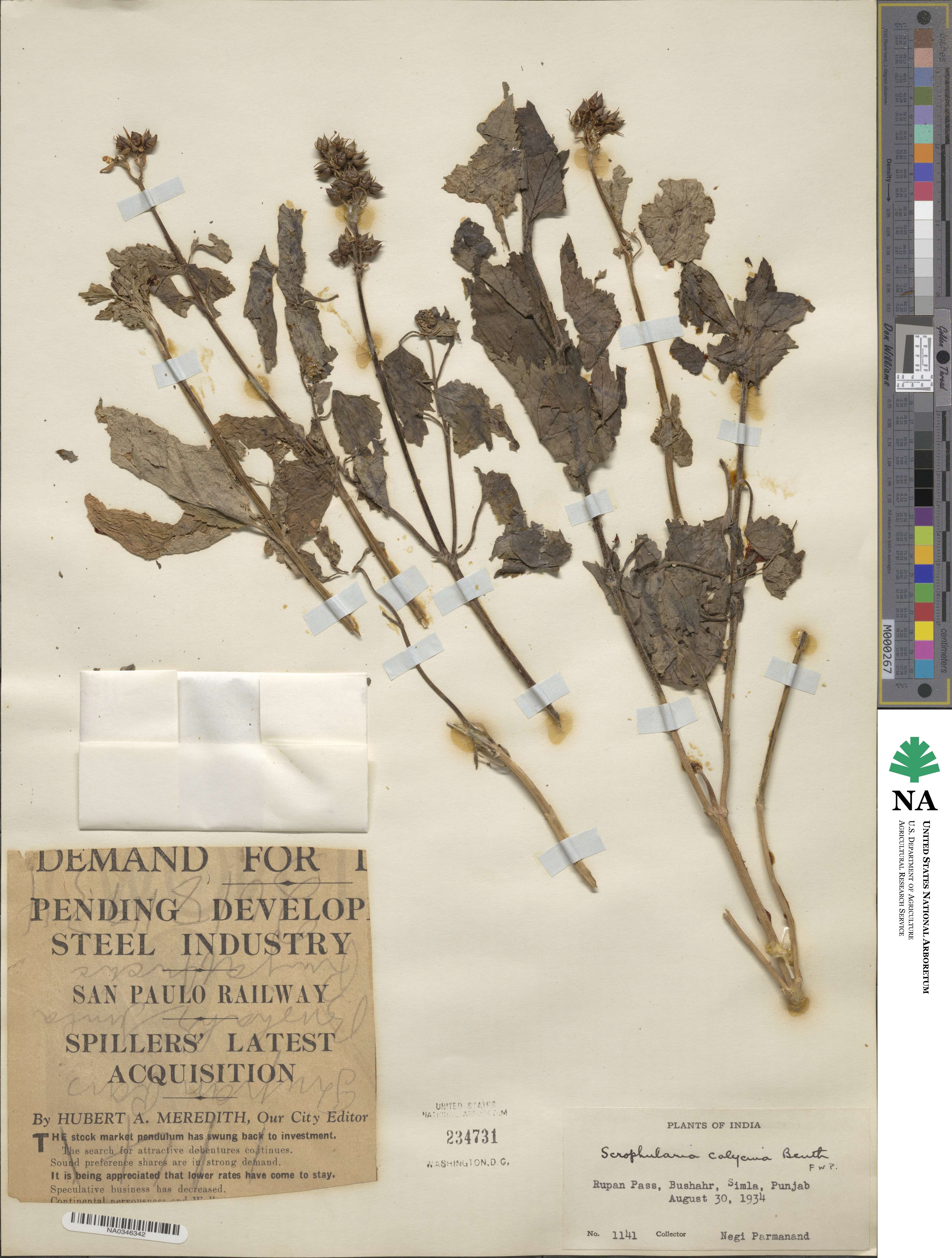 Scrophularia calycina image