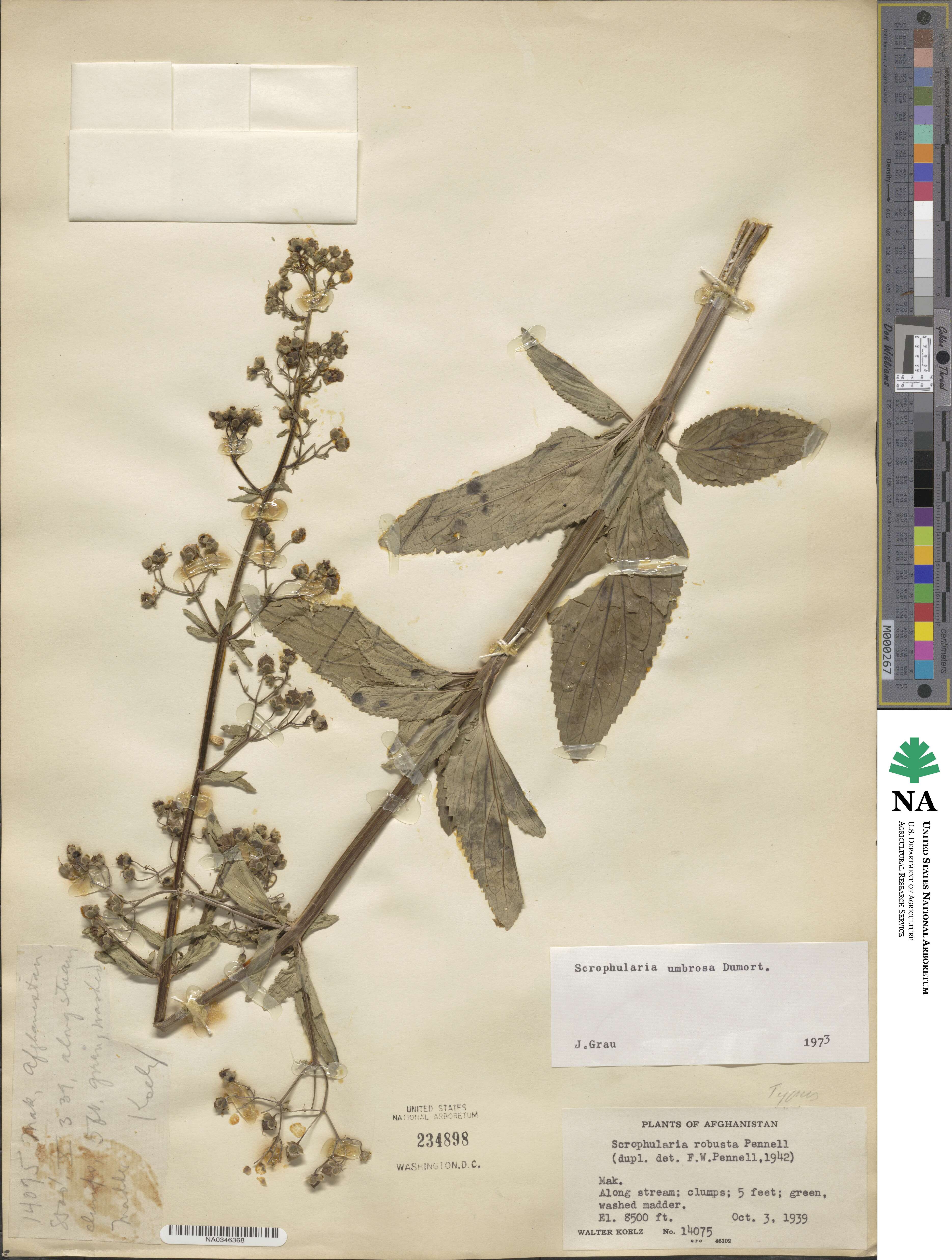 Scrophularia umbrosa image