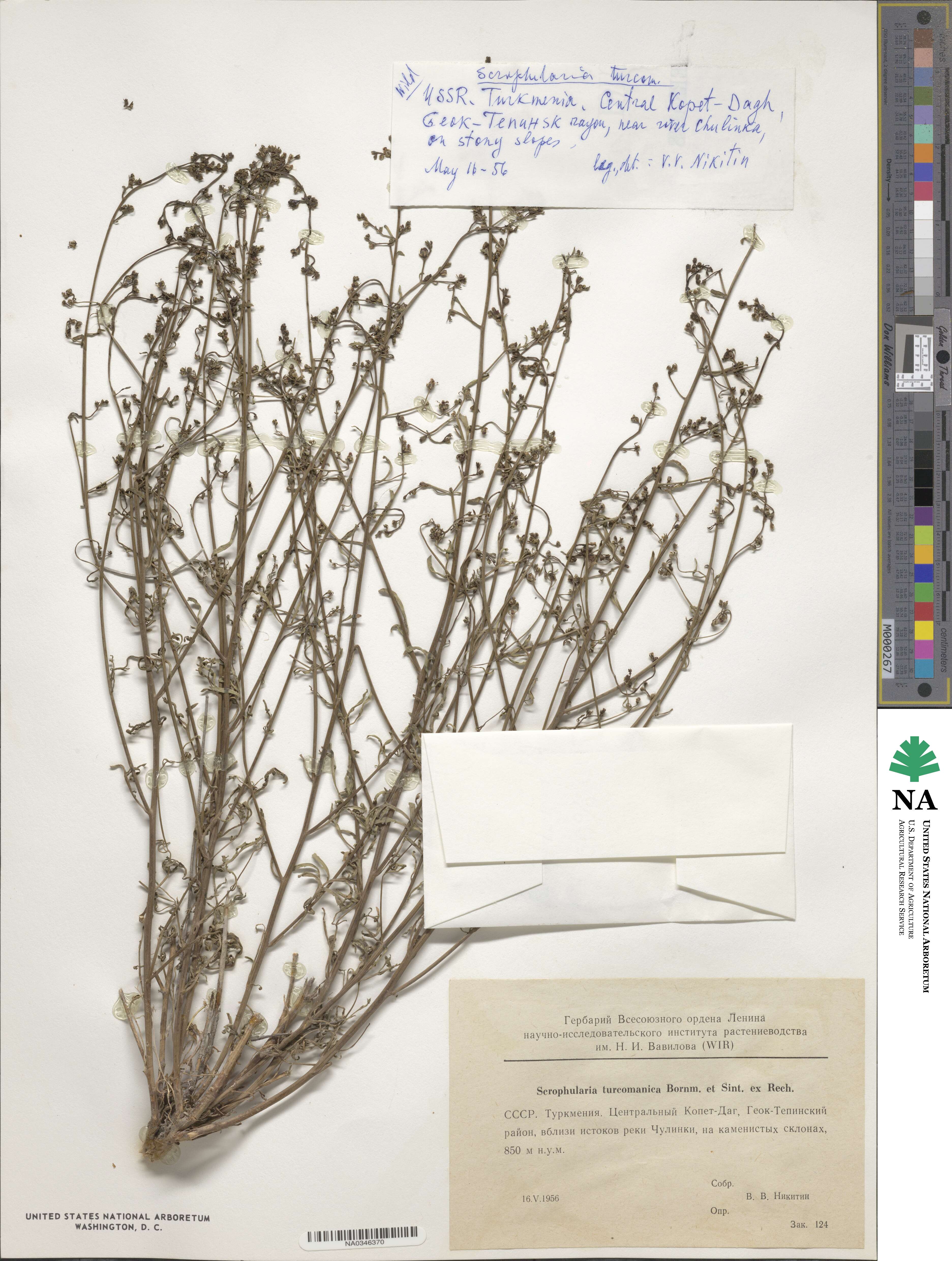 Scrophularia scoparia image