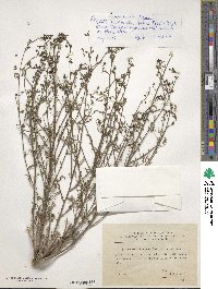 Image of Scrophularia scoparia