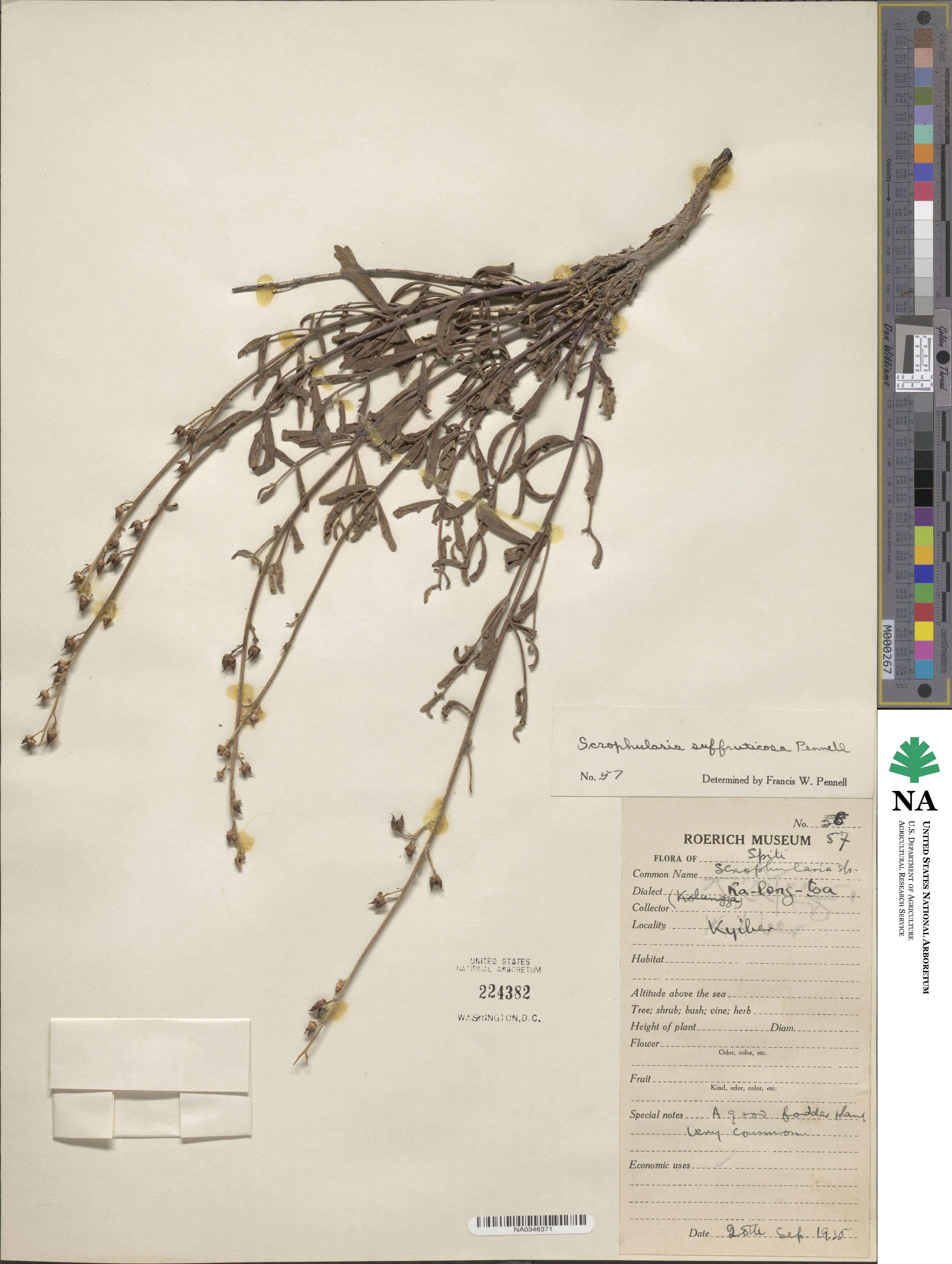 Scrophularia suffruticosa image