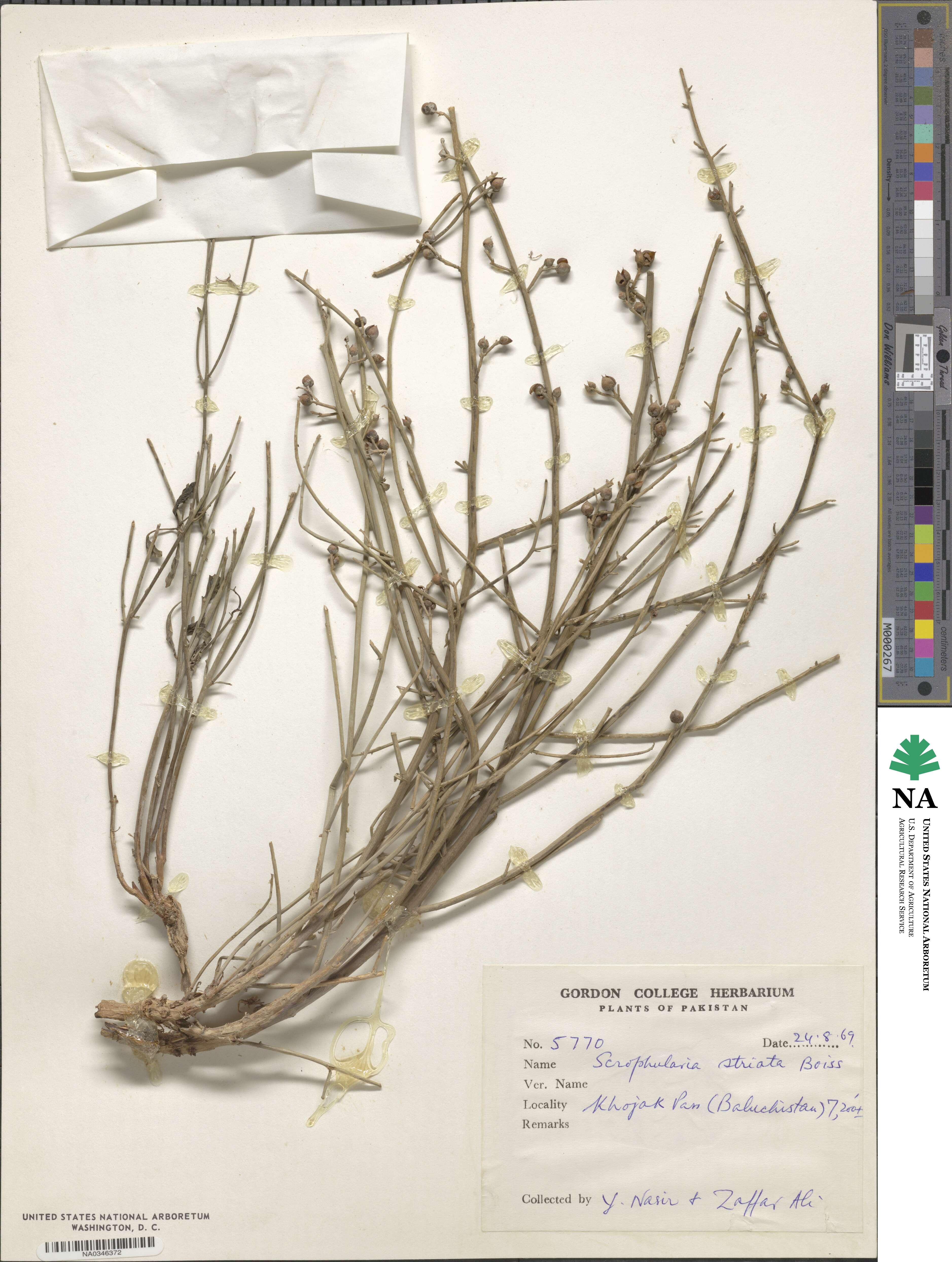 Scrophularia striata image