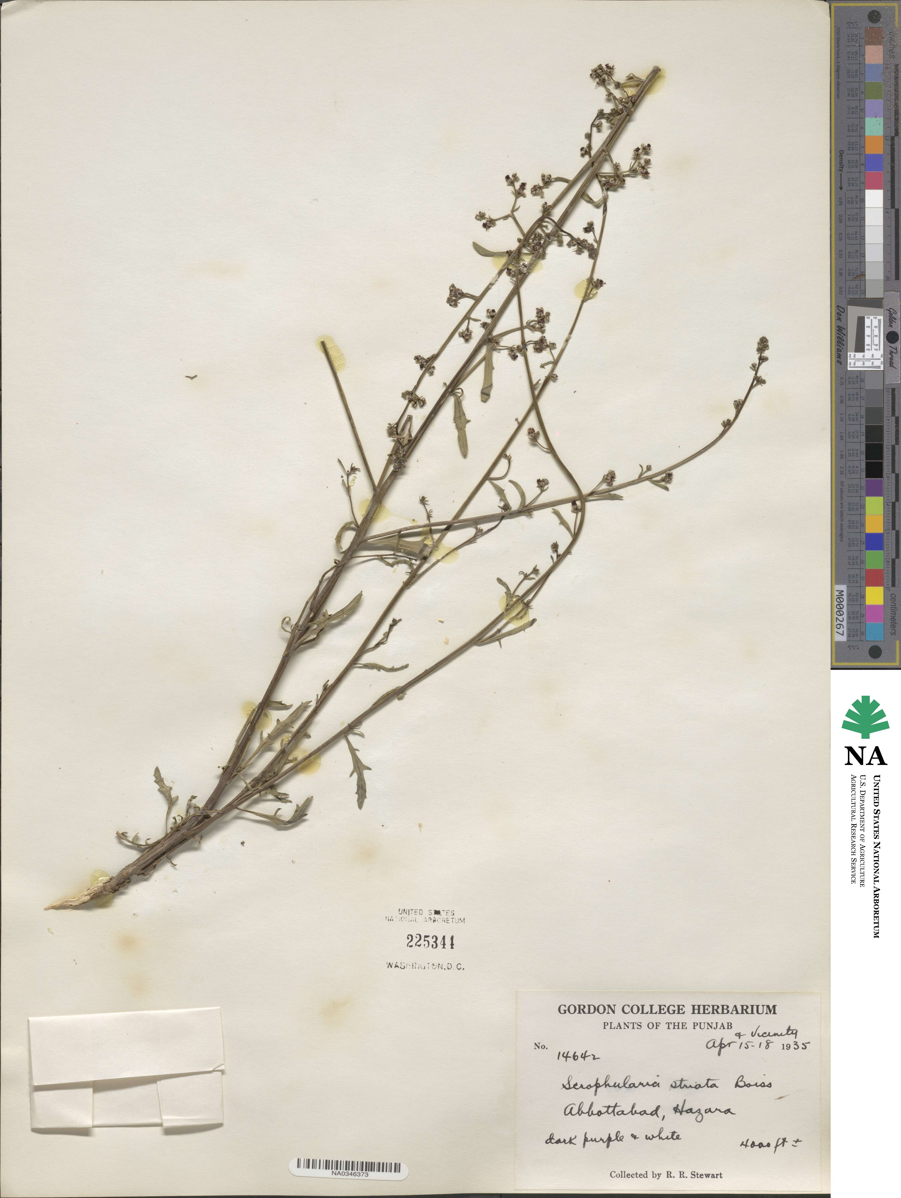 Scrophularia striata image