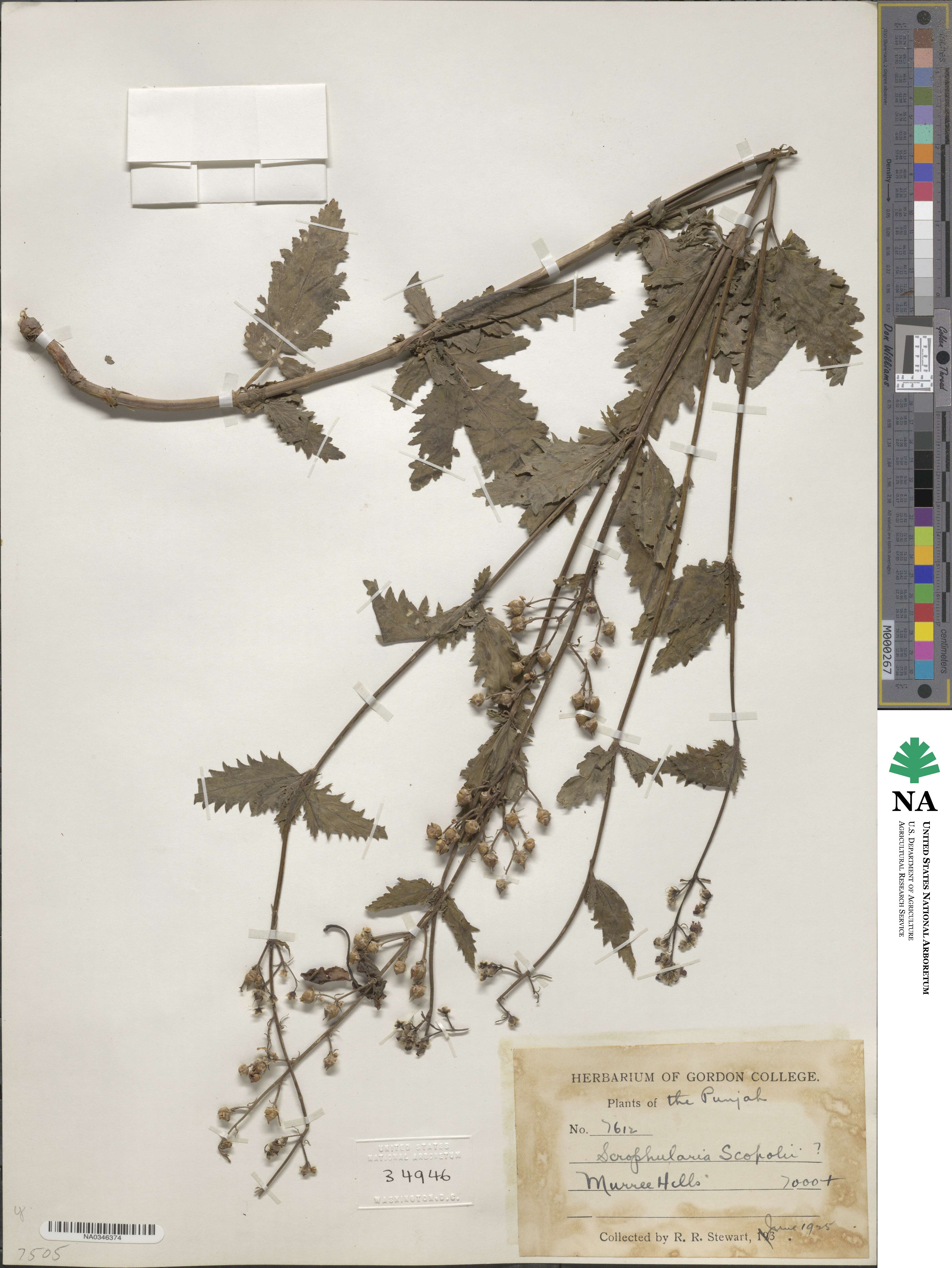 Scrophularia scopolii image