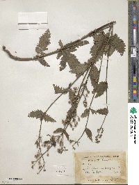 Scrophularia scopolii image
