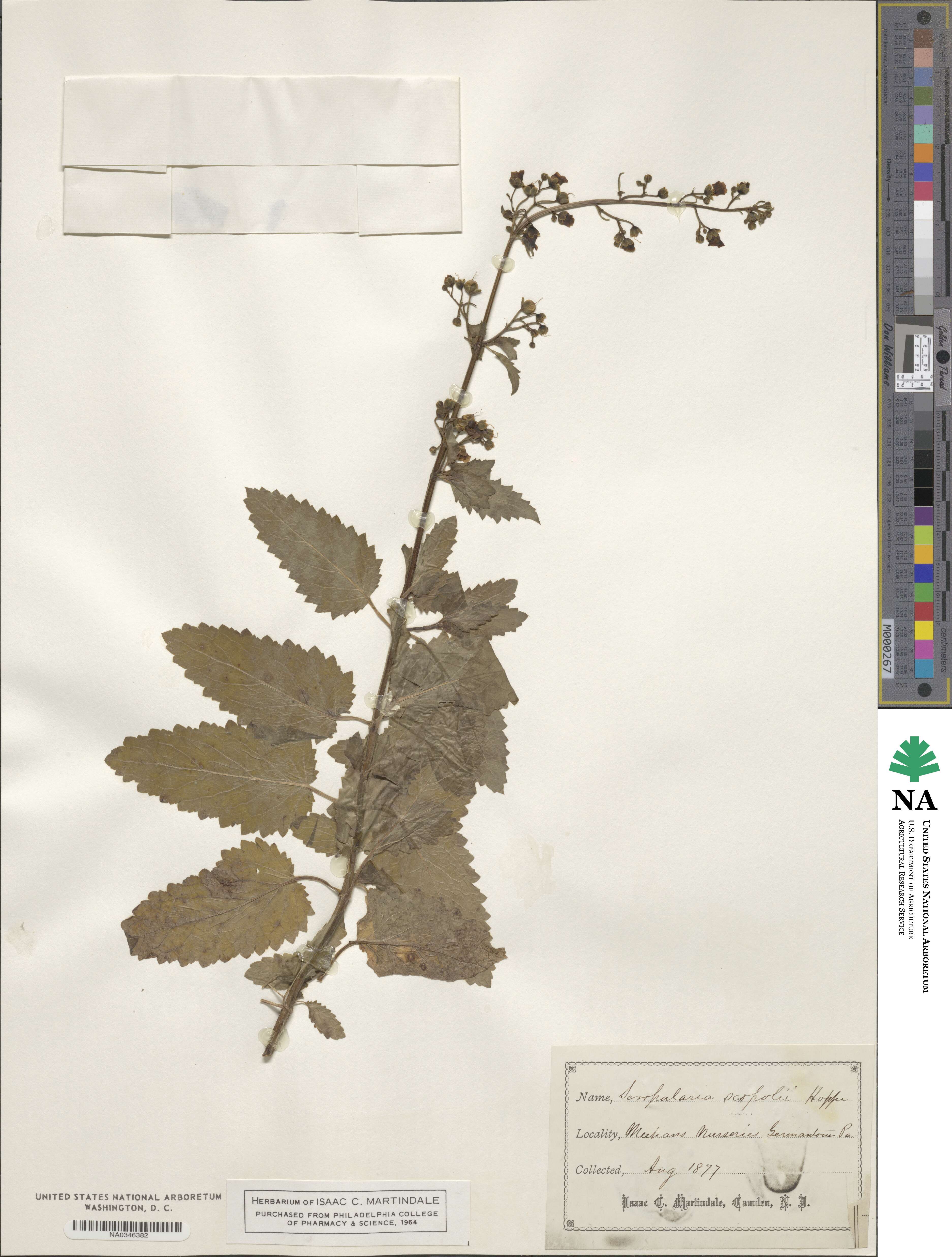 Scrophularia scopolii image