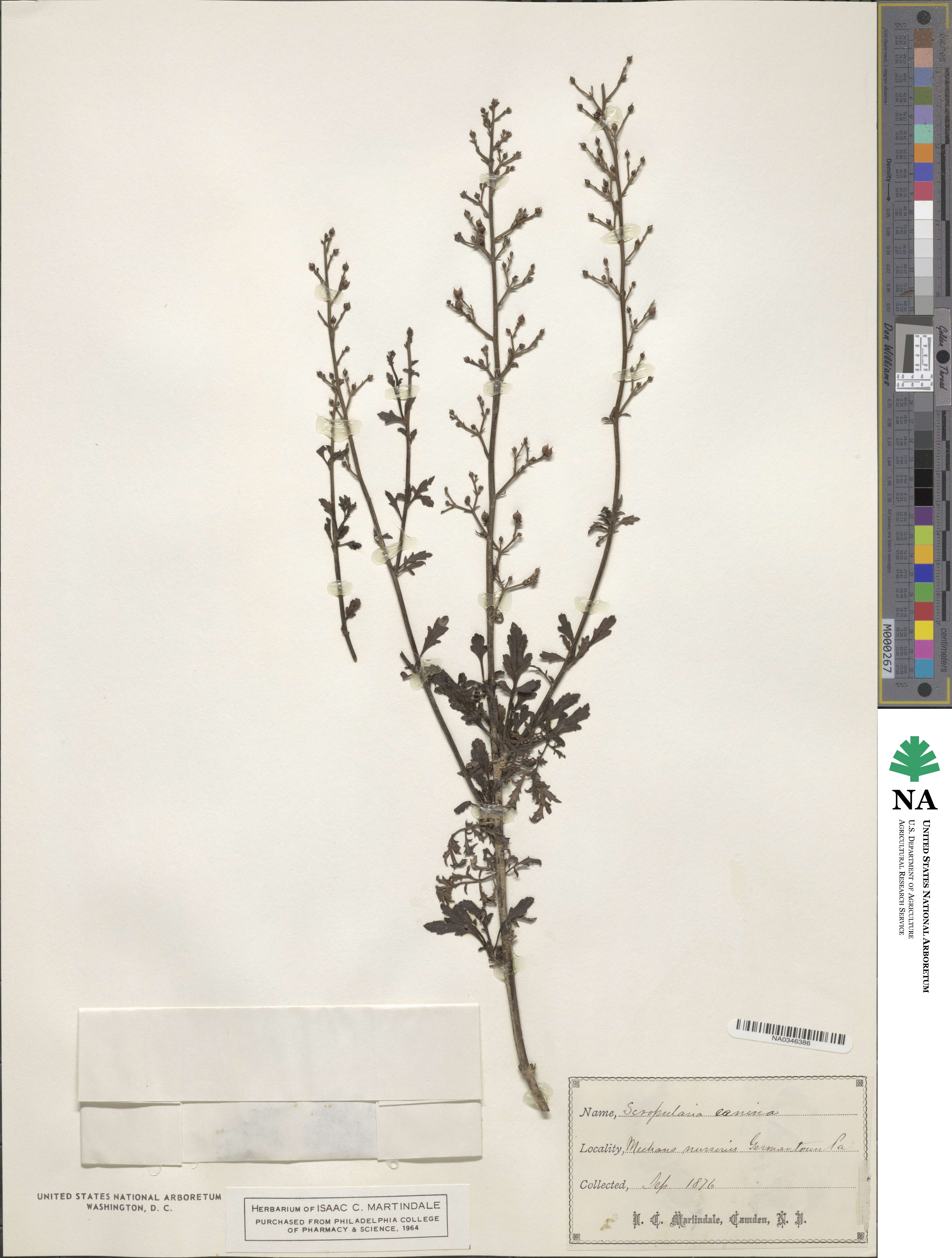 Scrophularia canina image