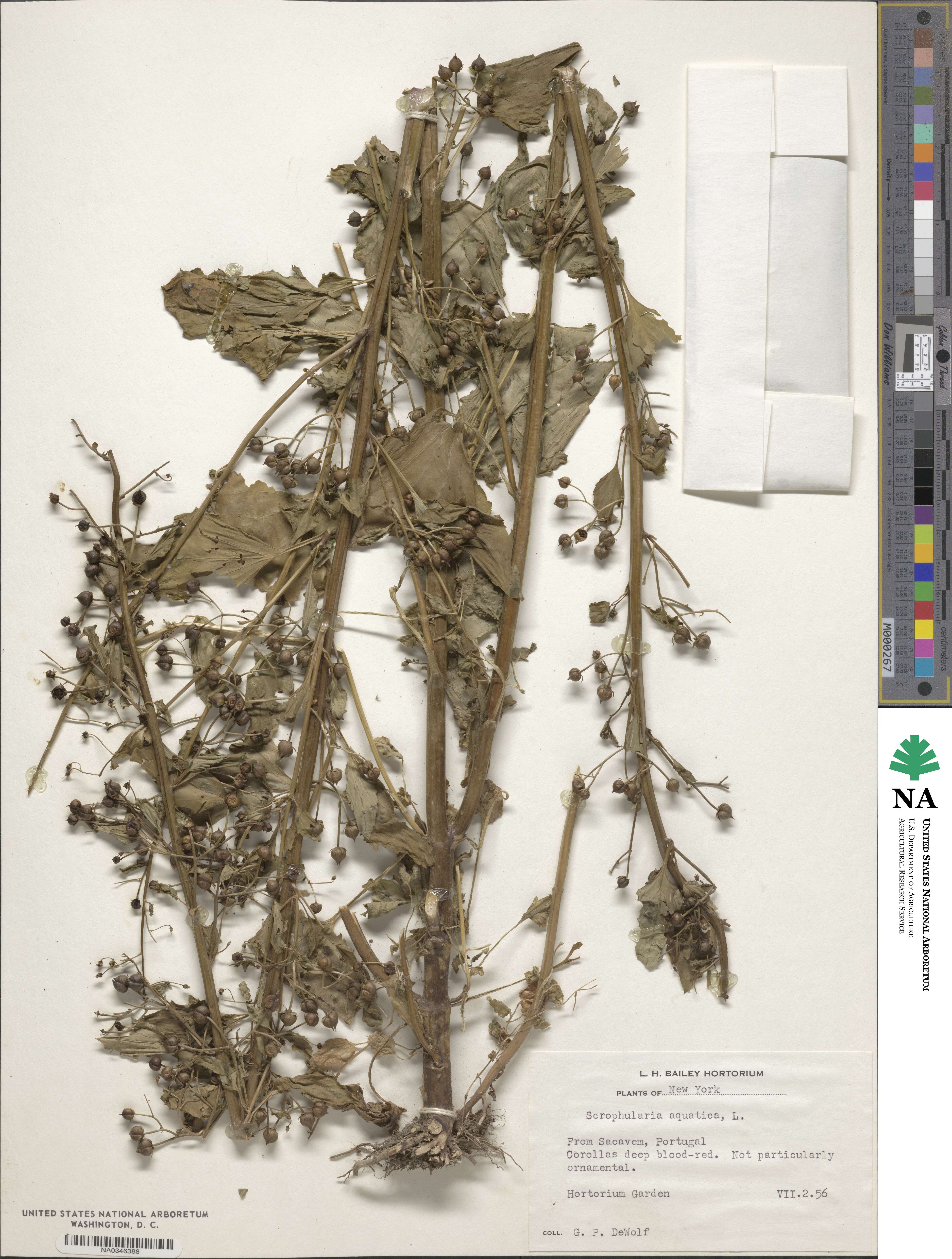 Scrophularia umbrosa image