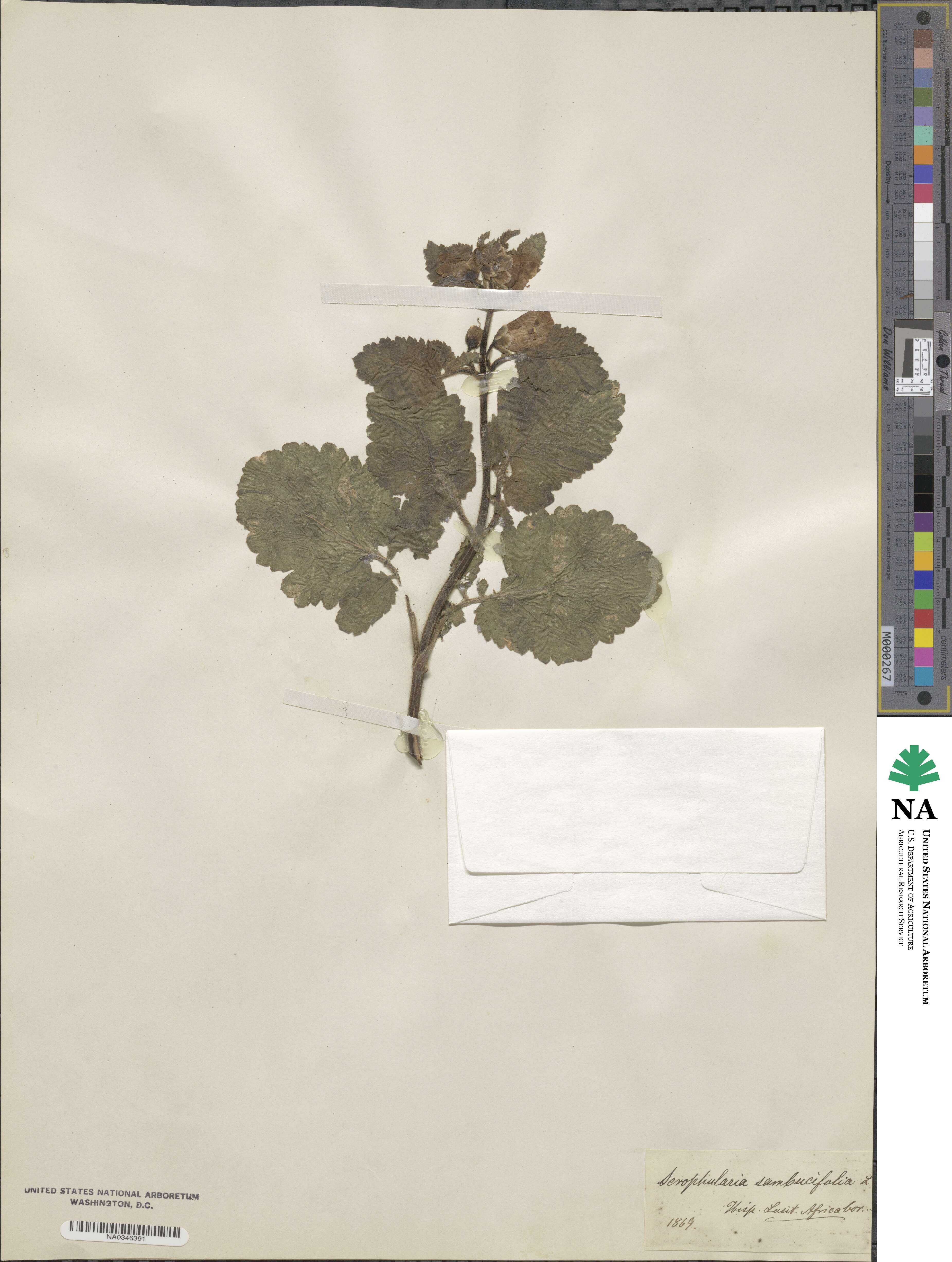 Scrophularia sambucifolia image