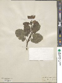 Scrophularia sambucifolia image