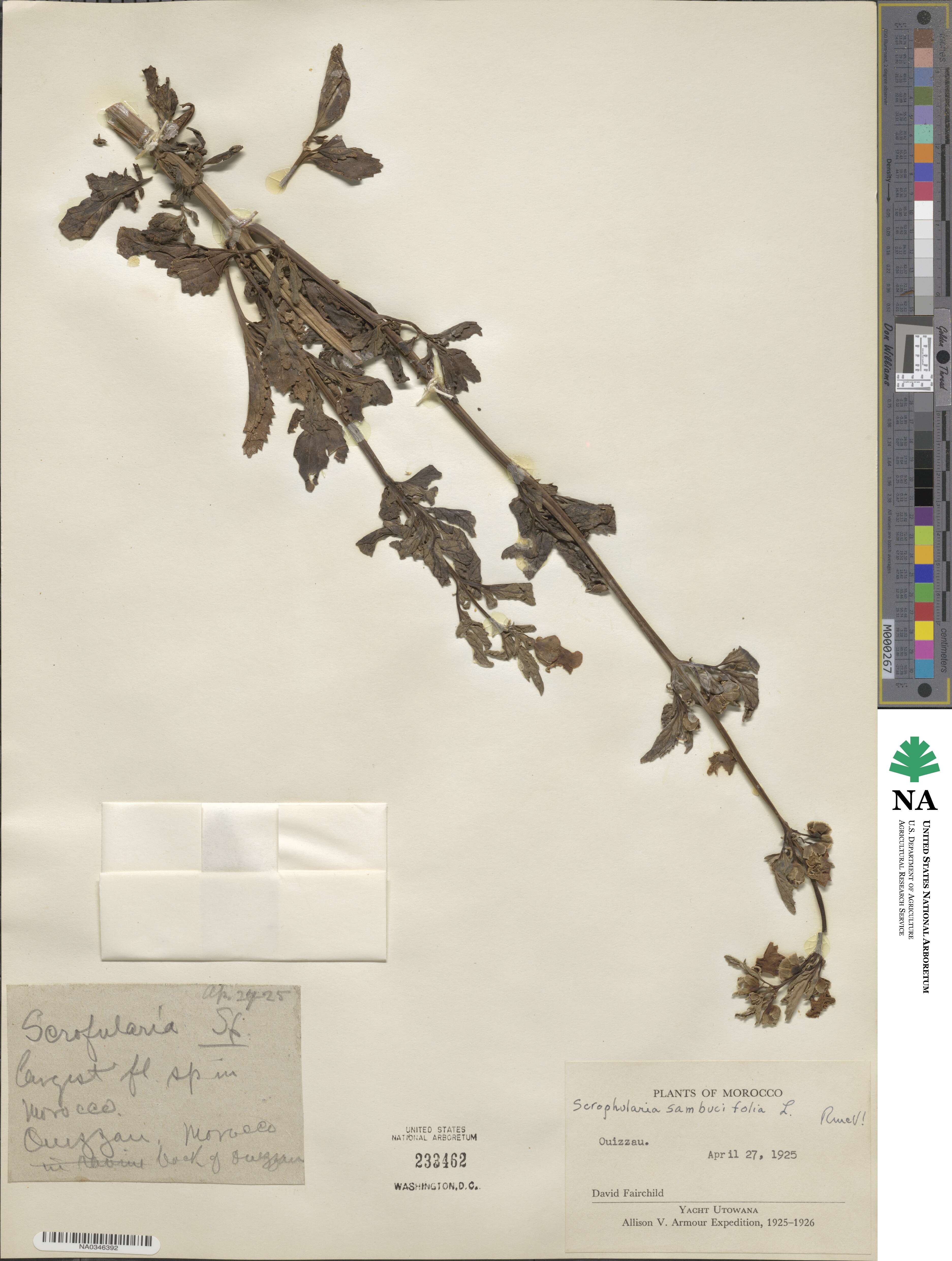 Scrophularia sambucifolia image