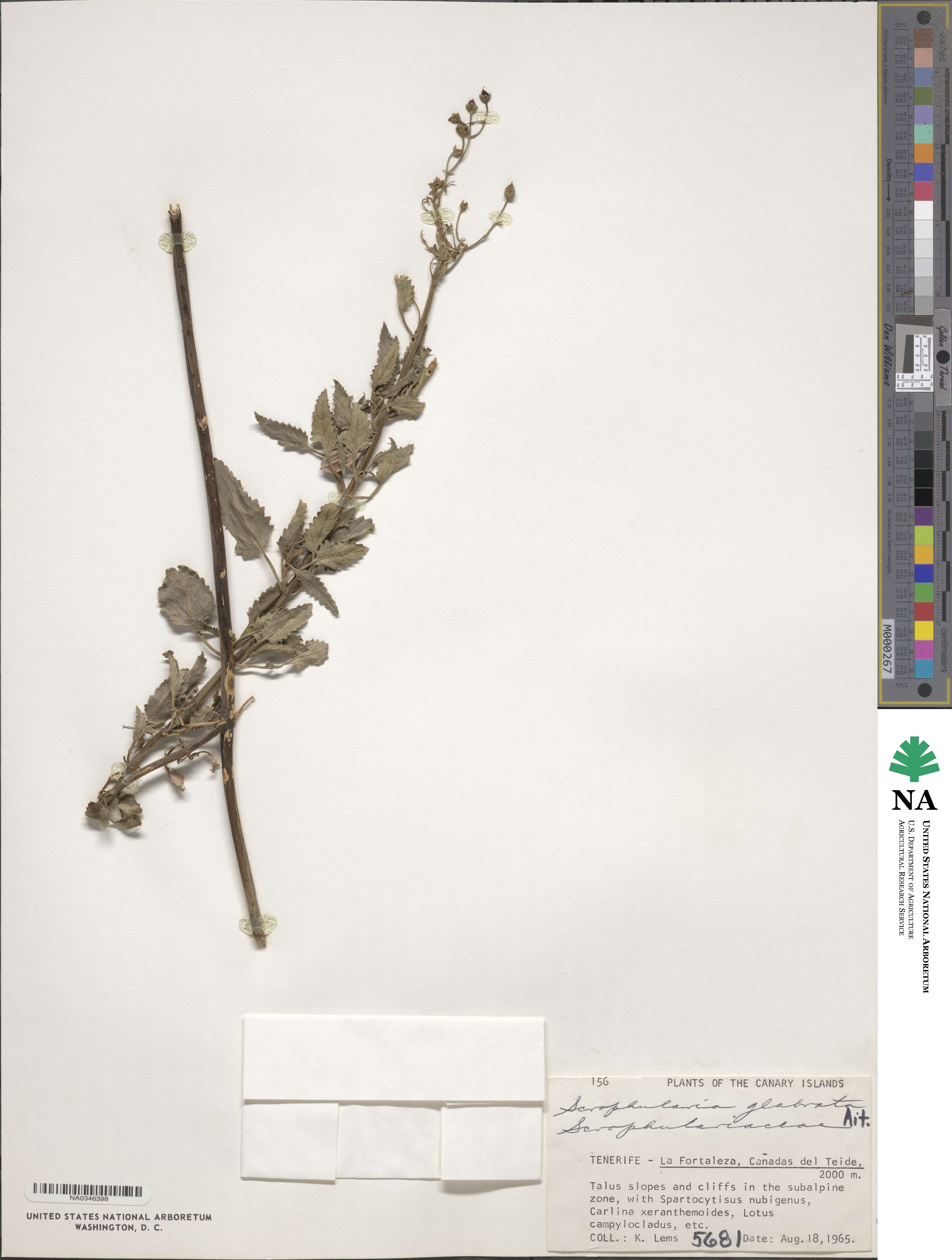 Scrophularia glabrata image