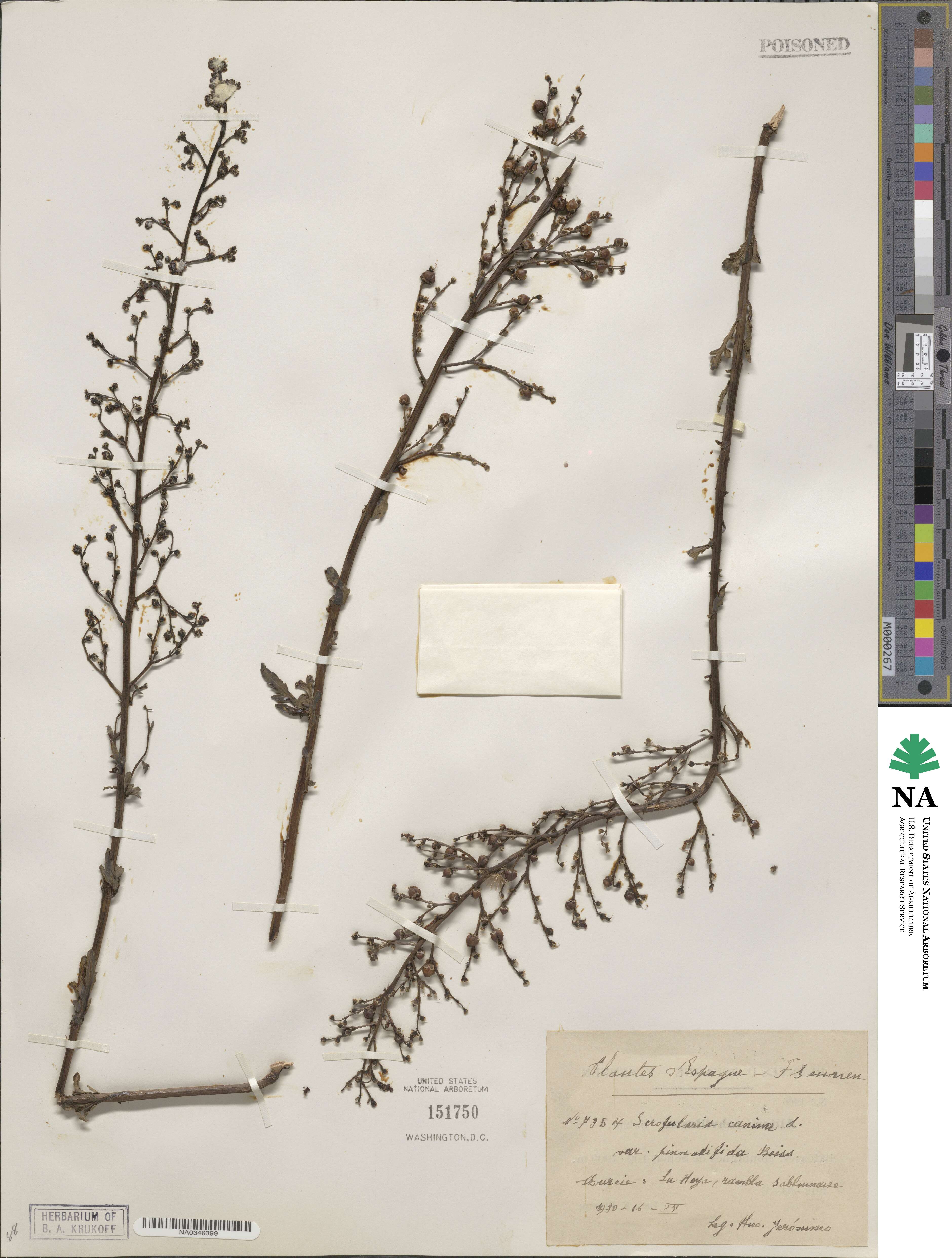 Scrophularia canina subsp. canina image