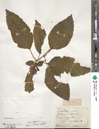 Chelone lyonii image