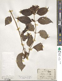 Chelone lyonii image