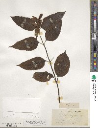 Chelone lyonii image