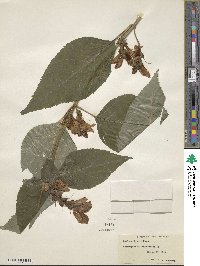 Chelone lyonii image