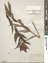 Chelone glabra image