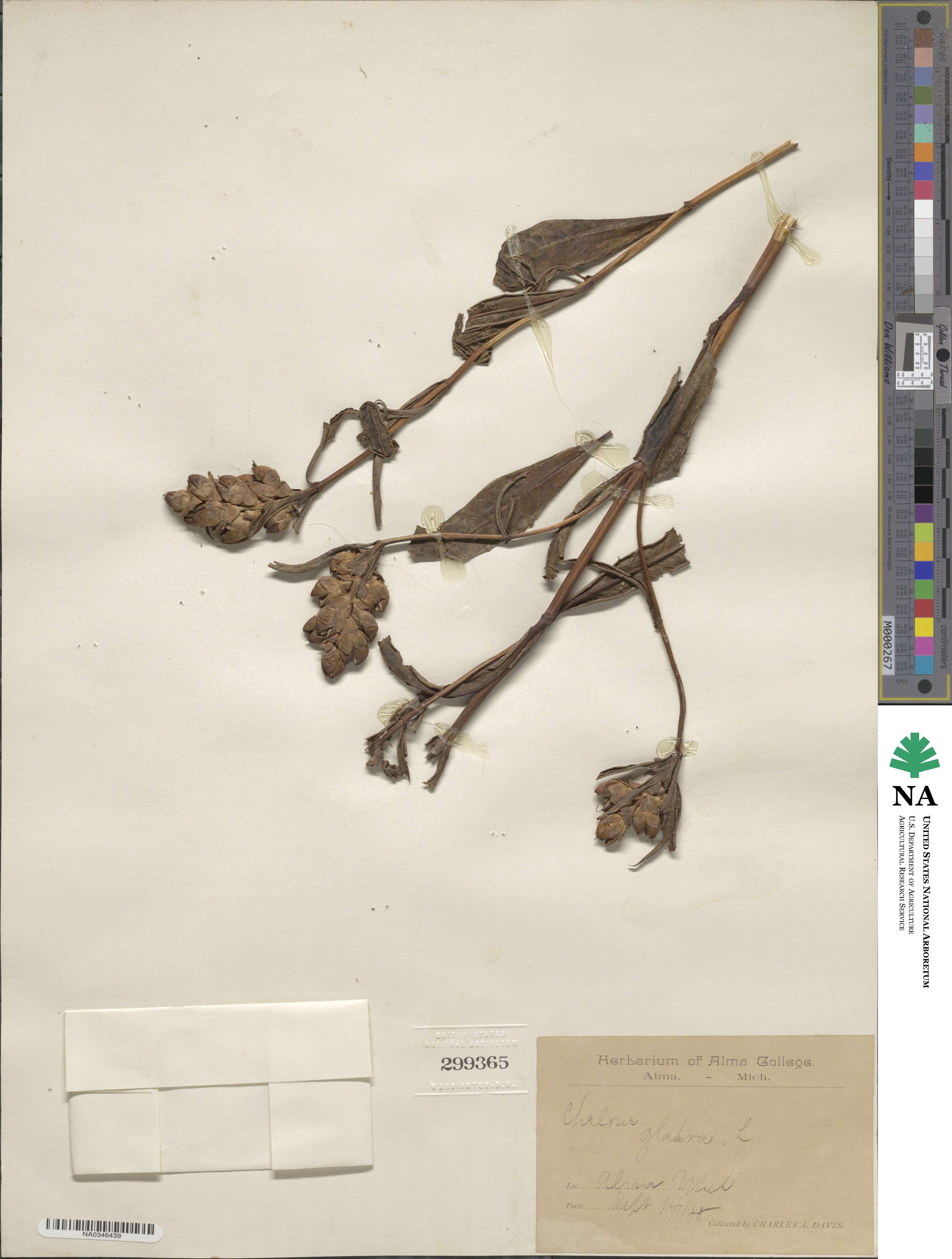 Chelone glabra image