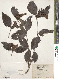 Chelone glabra image