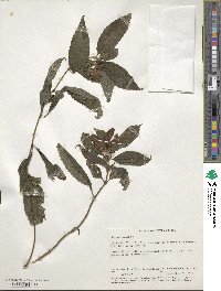 Chelone glabra image