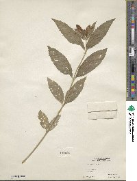 Chelone glabra image