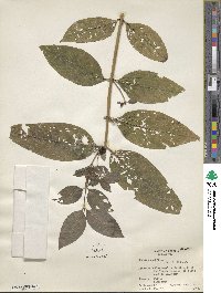 Chelone glabra image