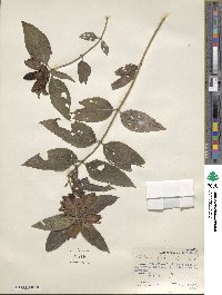 Chelone glabra image