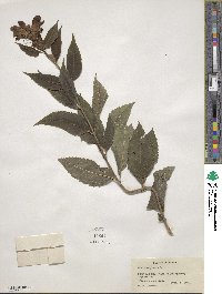 Chelone glabra image