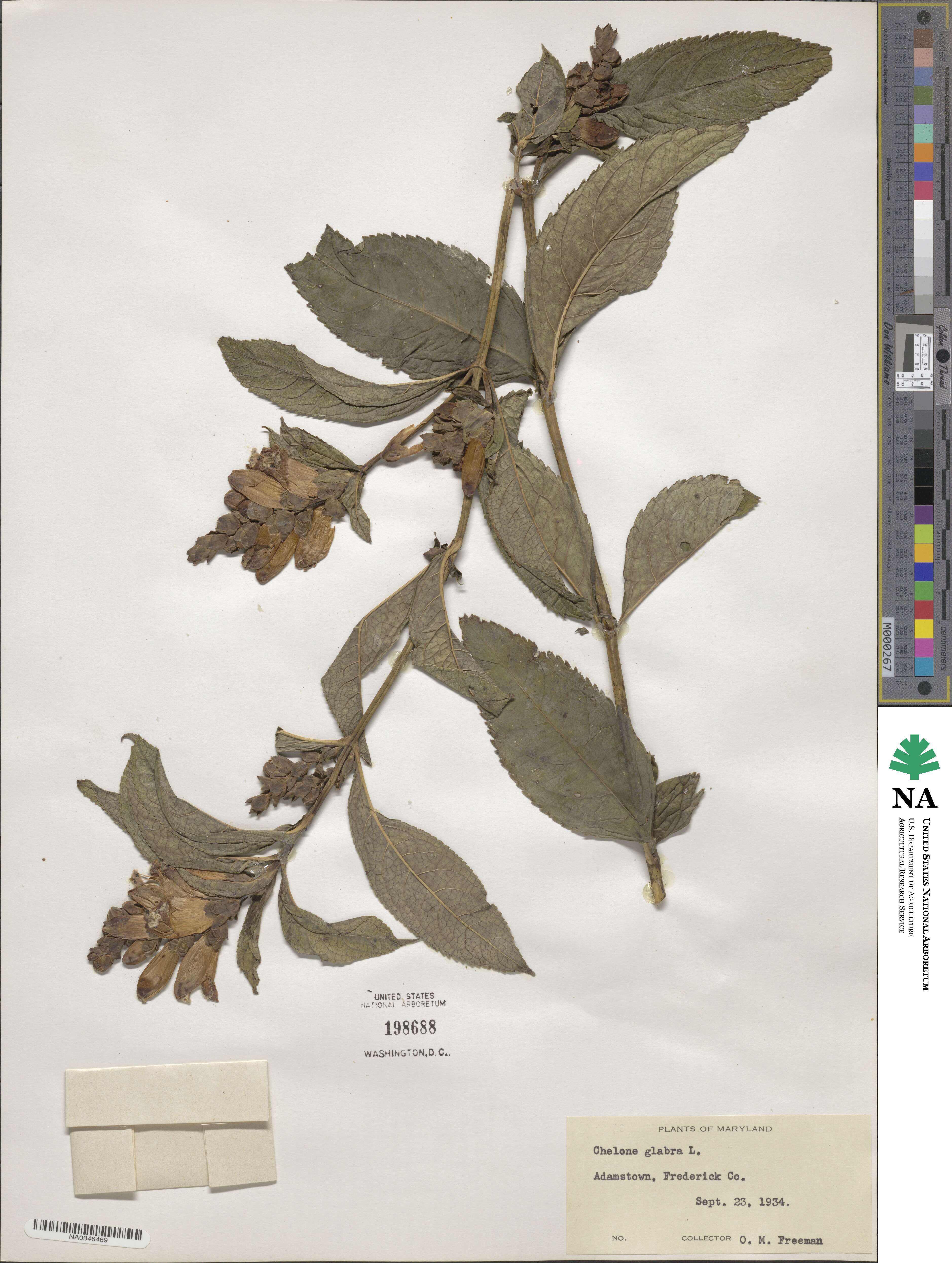 Chelone glabra image