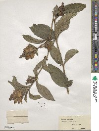 Chelone glabra image