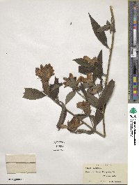 Chelone glabra image