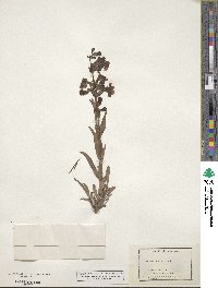 Penstemon albidus image