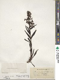 Penstemon albidus image