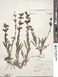 Penstemon albidus image