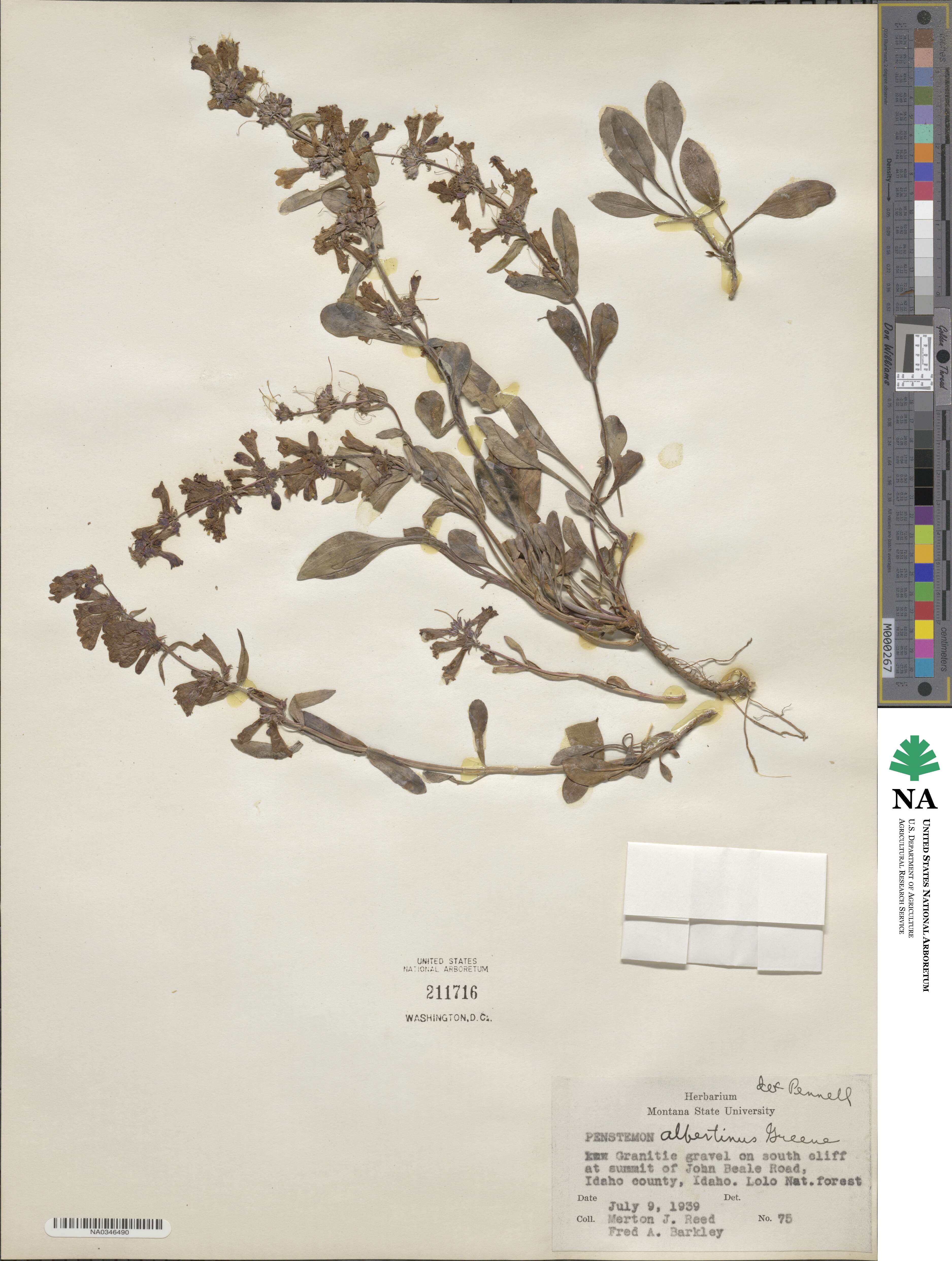 Penstemon albertinus image