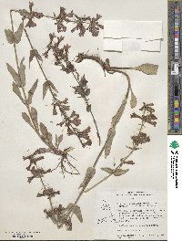 Penstemon albertinus image