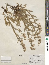 Penstemon albertinus image